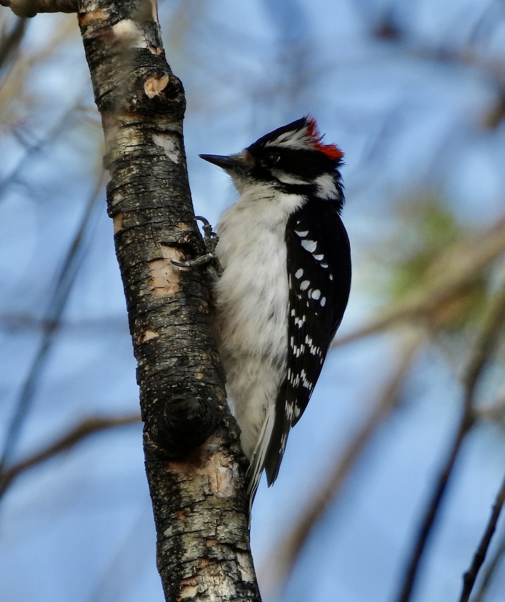 Downy Woodpecker (Rocky Mts.) - ML617809657