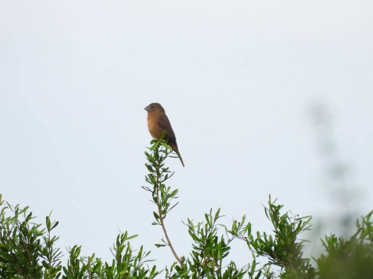 Glaucous-blue Grosbeak - Rodrigo Acosta Mascaró