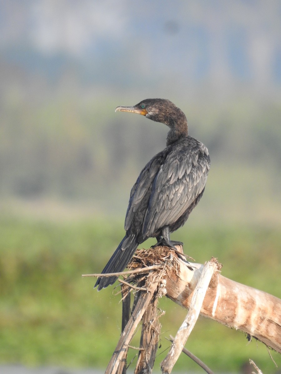 Cormorán Biguá - ML617809674