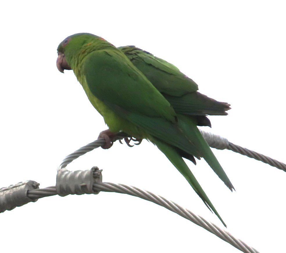 Green Parakeet - ML617809680