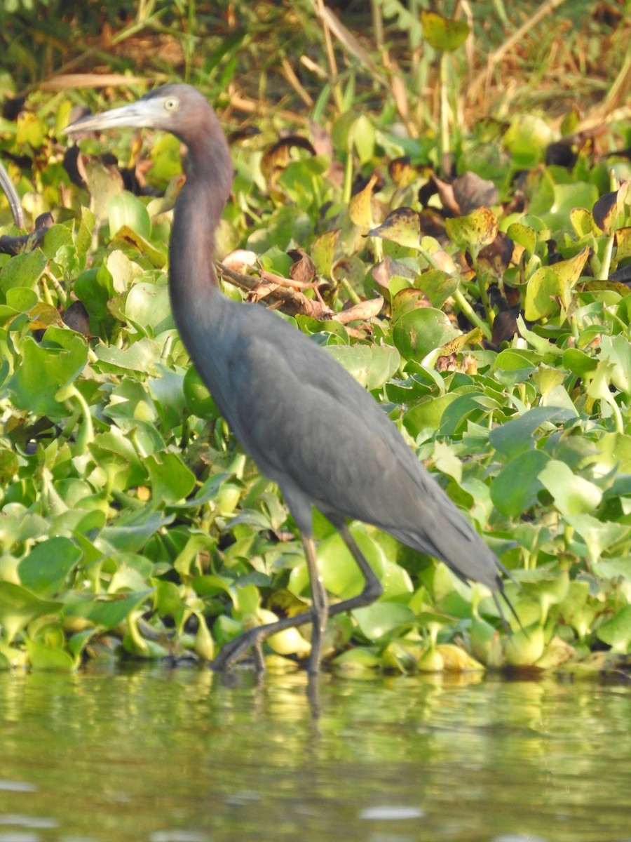 Little Blue Heron - ML617809685