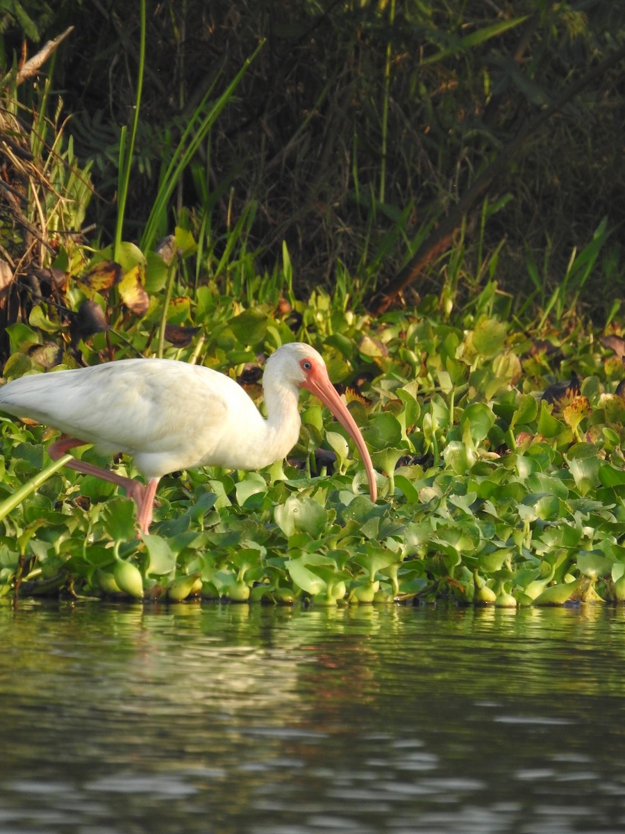 White Ibis - ML617809708