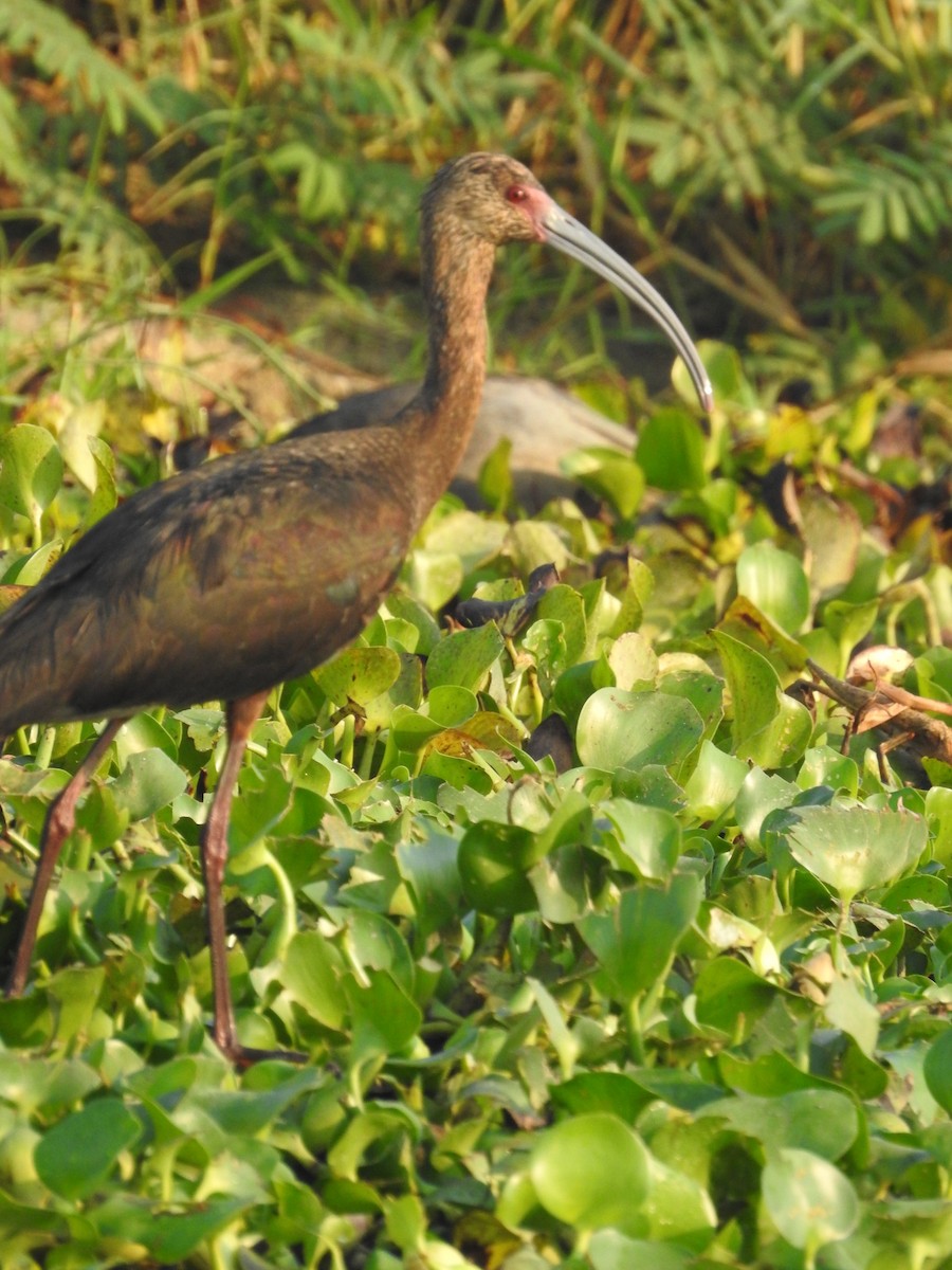 White-faced Ibis - ML617809713