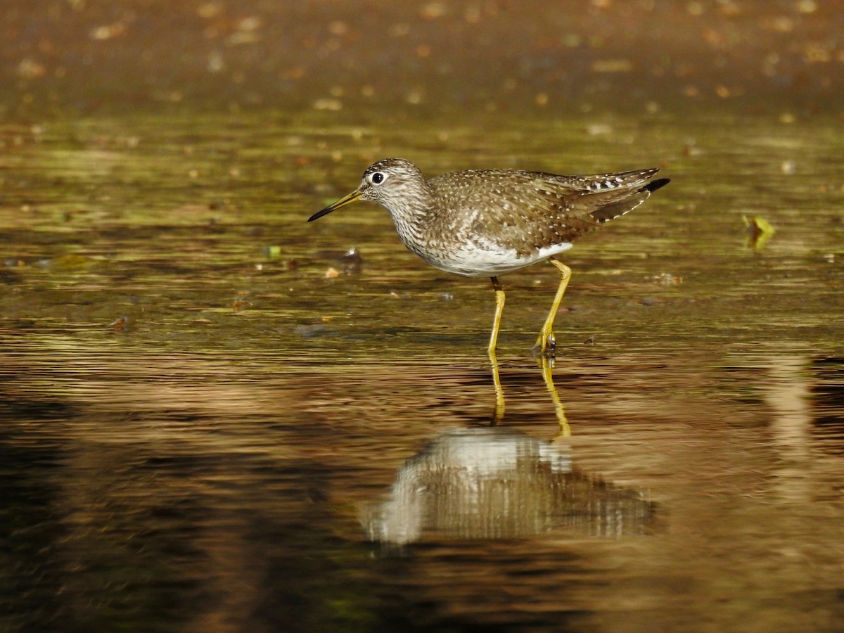 Lesser Yellowlegs - ML617809715