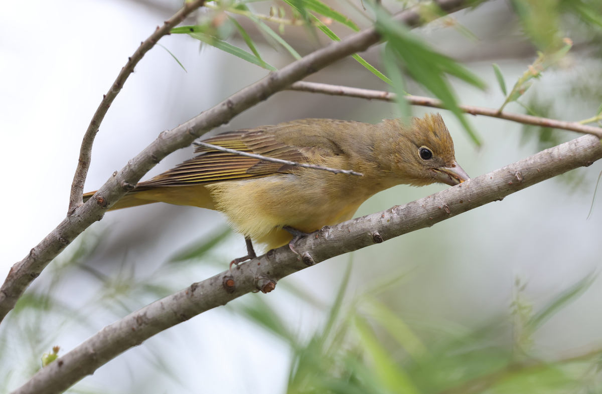 Summer Tanager - ML617809747