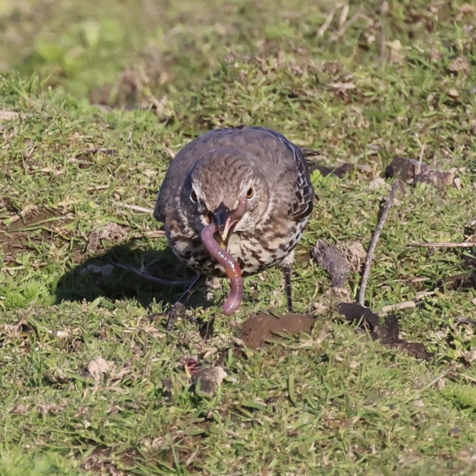 Sage Thrasher - Raphael Fennimore