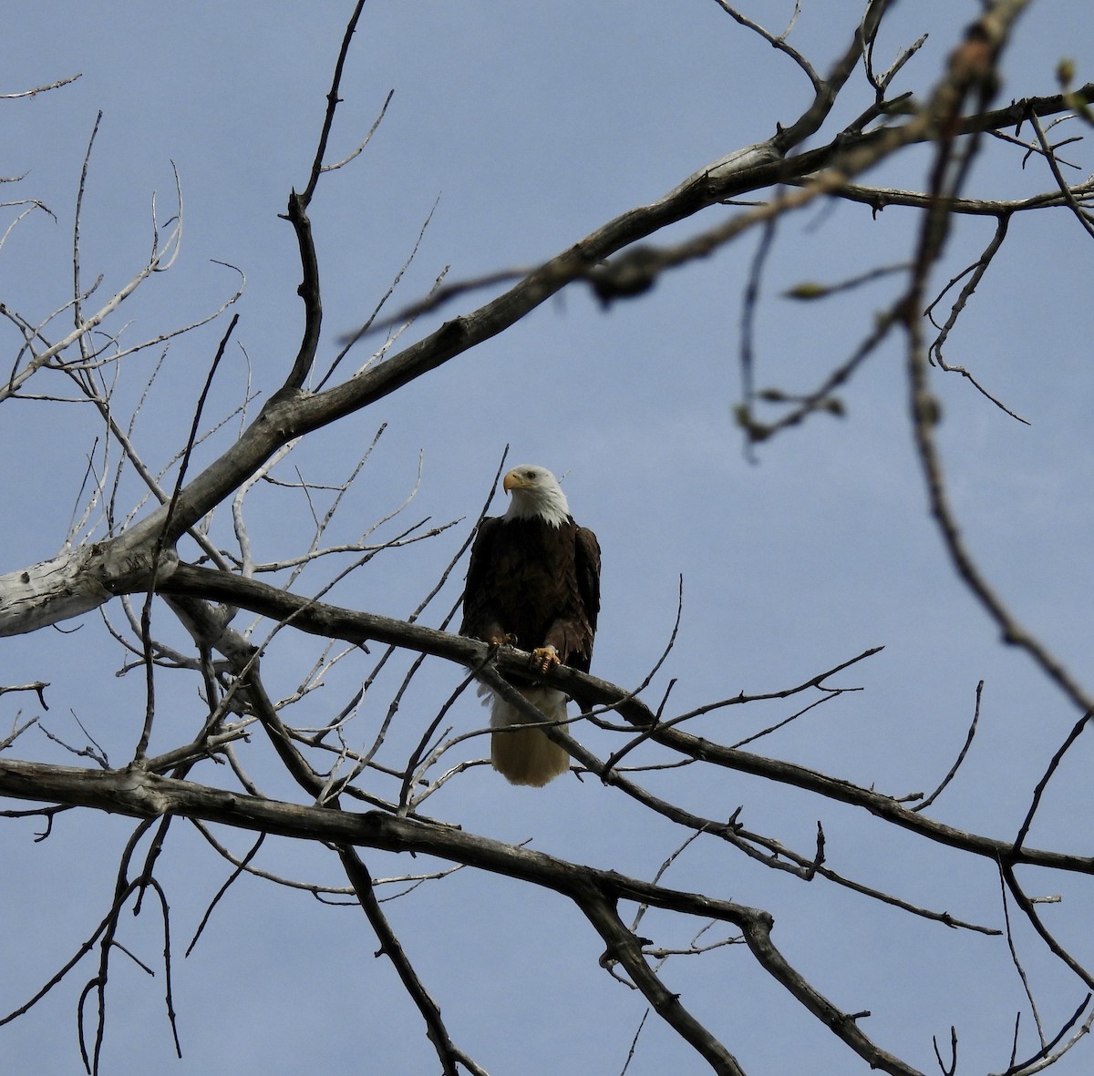 Weißkopf-Seeadler - ML617809770