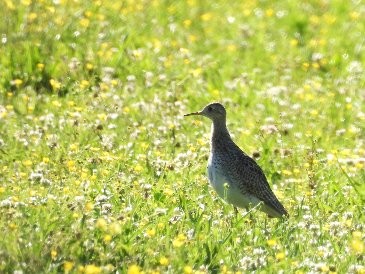 Upland Sandpiper - ML617809798