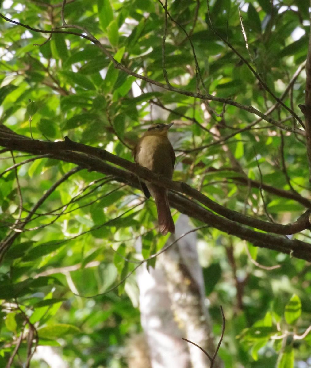 Ochre-breasted Foliage-gleaner - ML617809819