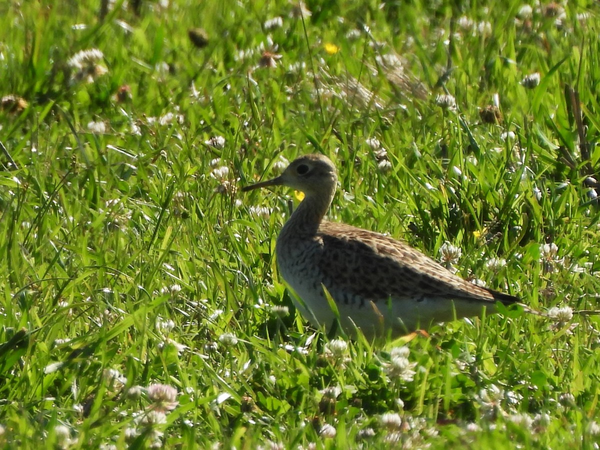 Upland Sandpiper - ML617809825