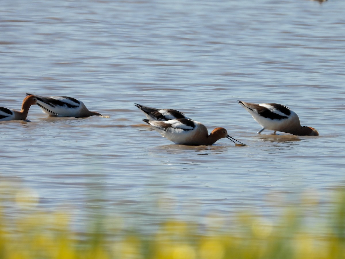 American Avocet - Anonymous