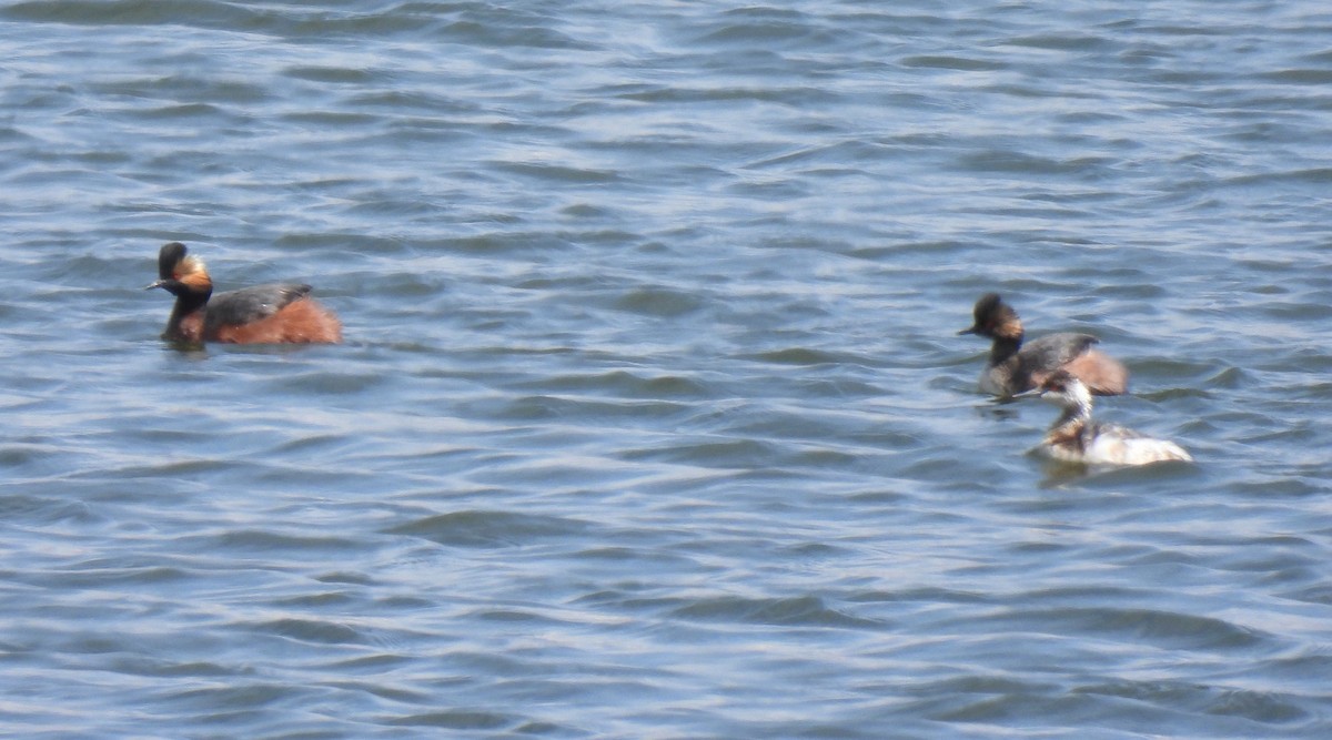 Eared Grebe - ML617809867