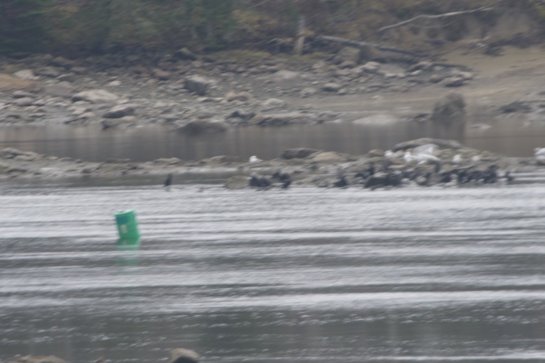 Double-crested Cormorant - ML617809887