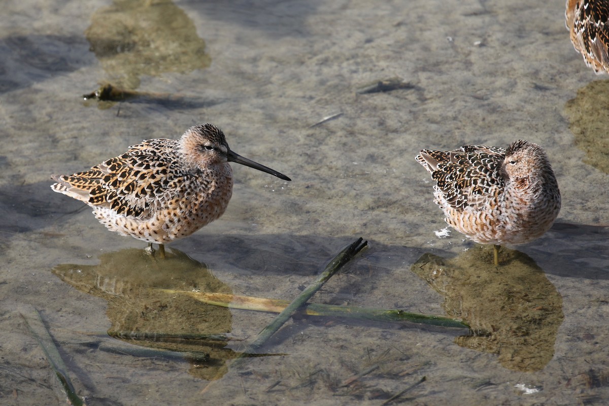 Short-billed Dowitcher (hendersoni) - ML617809908