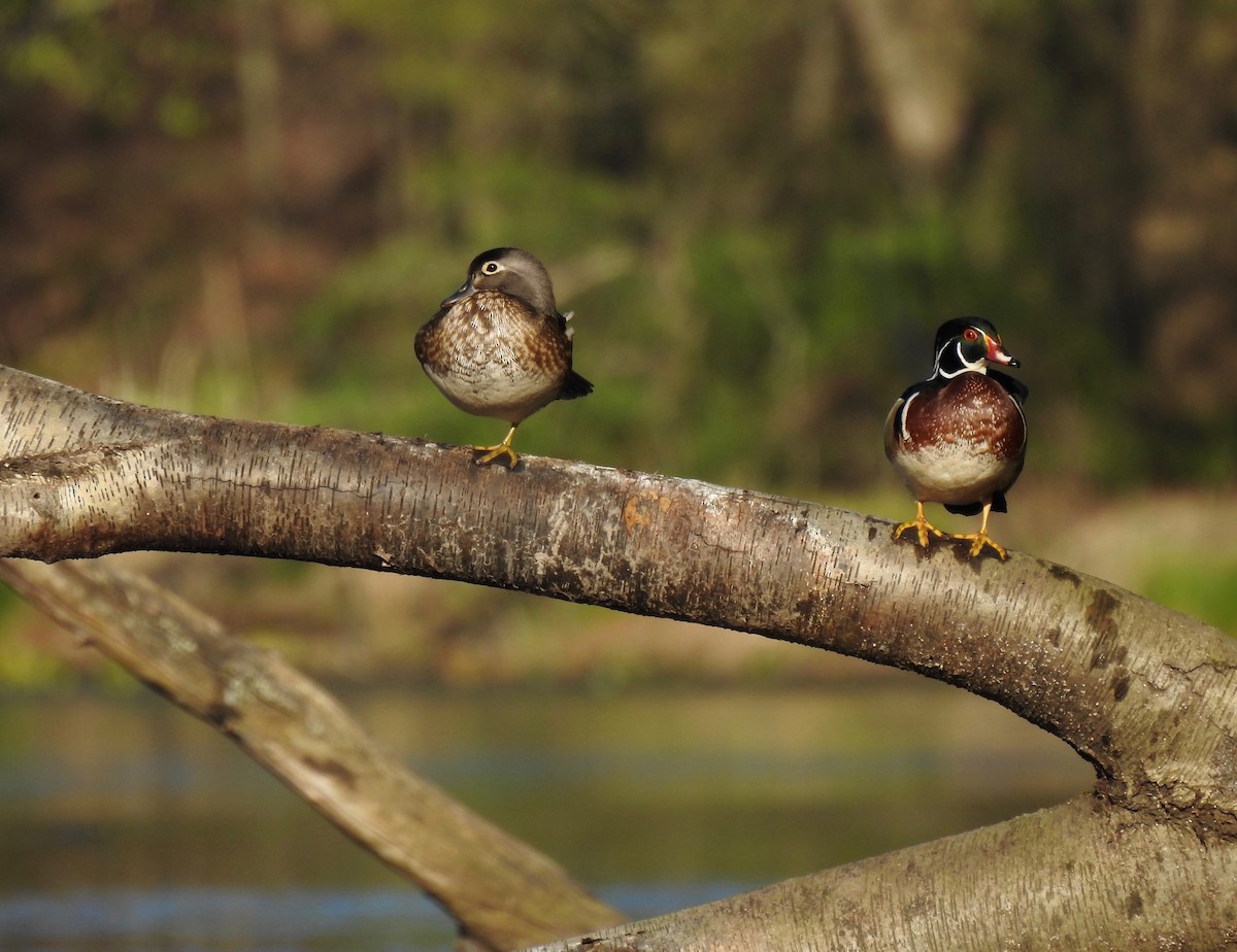 Wood Duck - ML617809913