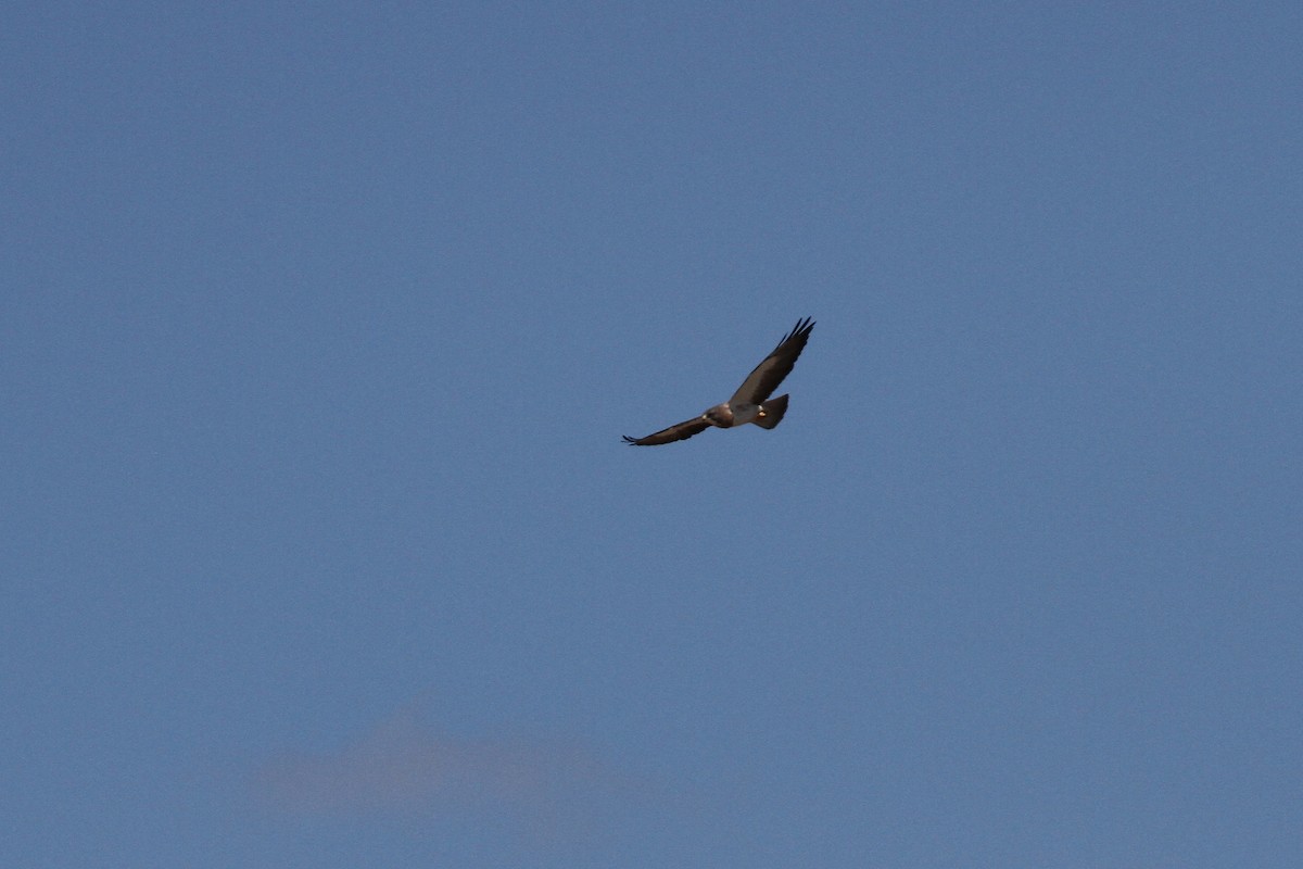 Swainson's Hawk - ML617809917