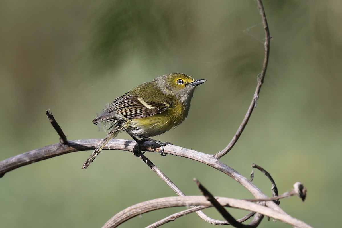 Vireo Ojiblanco - ML617809931