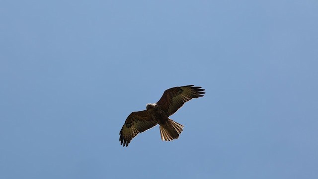 Galapagos Hawk - ML617809951