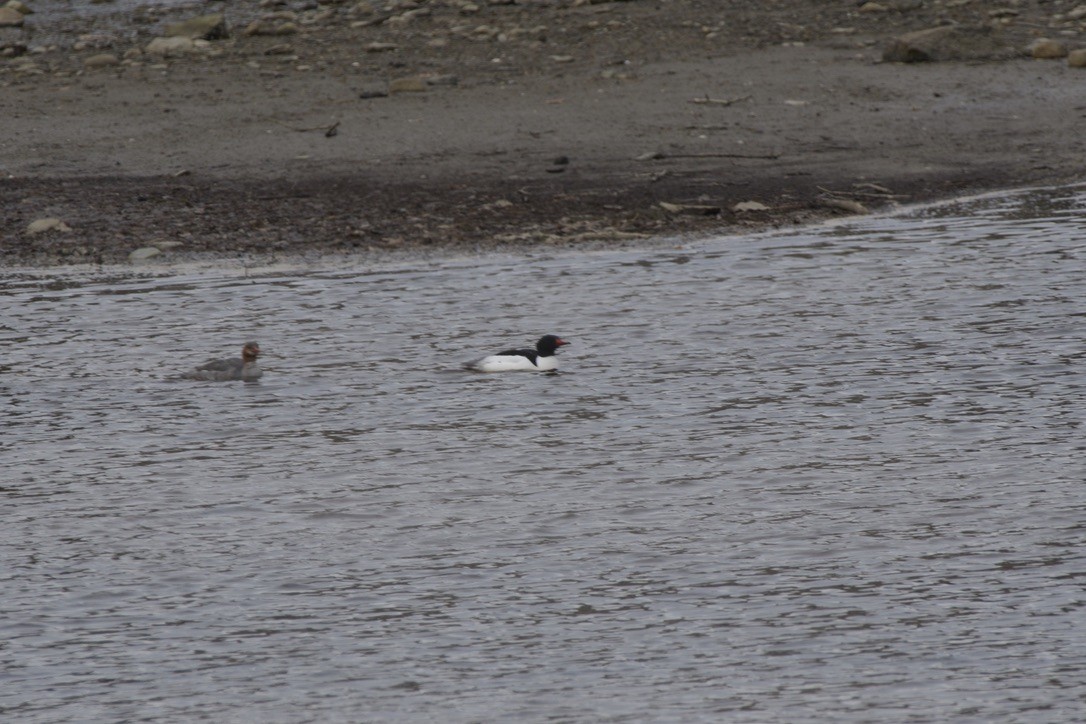 Common Merganser - ML617809957