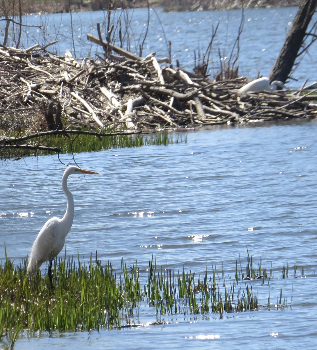 Great Egret - ML617809958