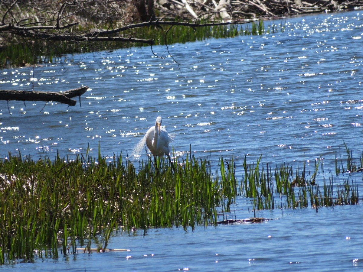 Great Egret - ML617809959