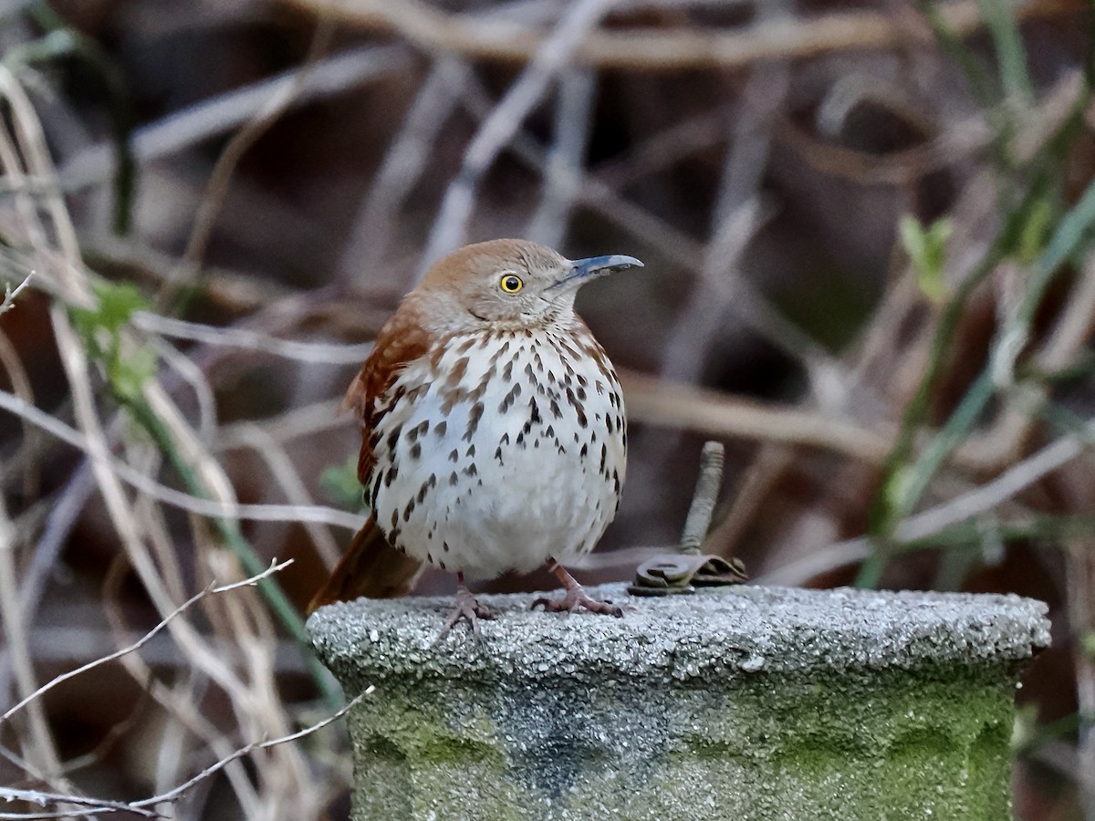 Brown Thrasher - ML617809960