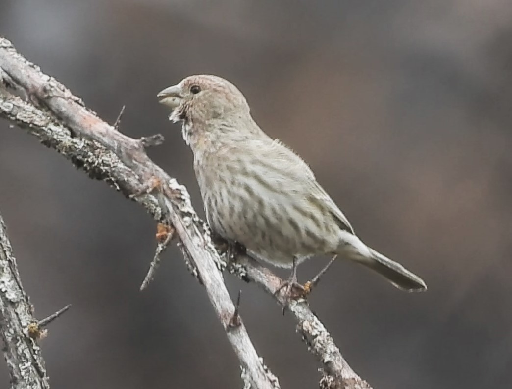 Fringílido sp. - ML617809961