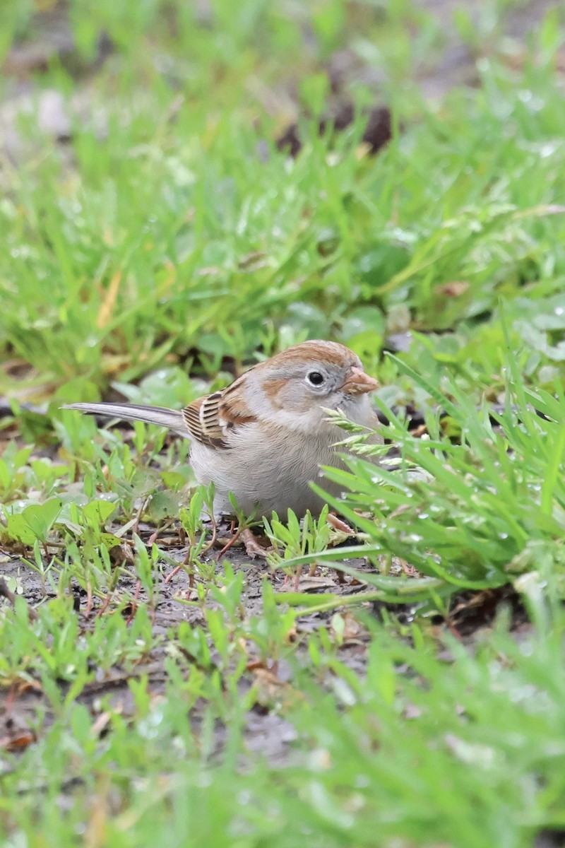 Field Sparrow - ML617809987