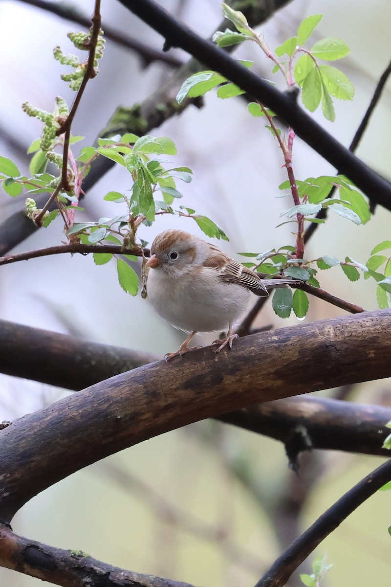 Field Sparrow - ML617809988