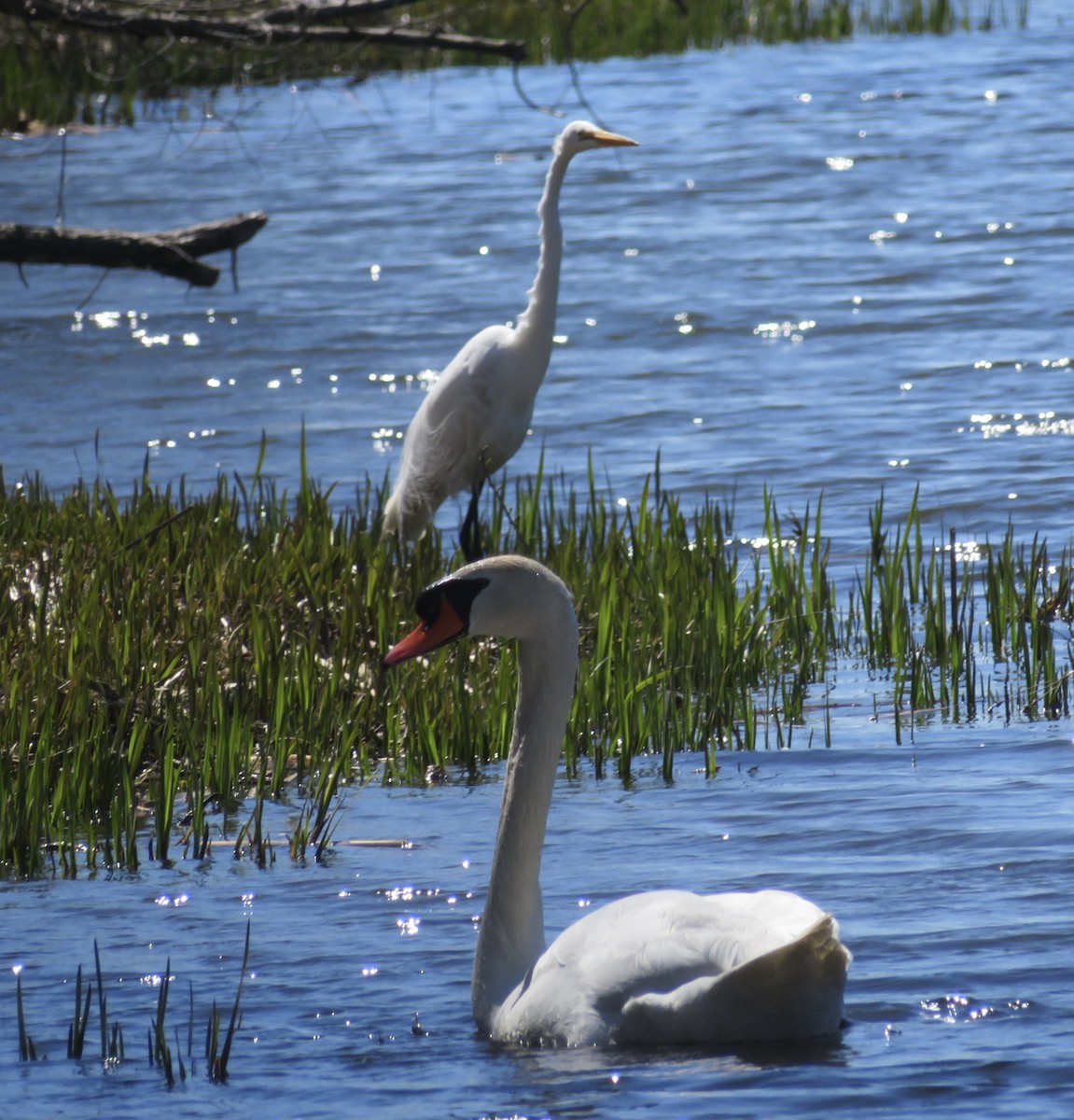 Mute Swan - ML617810000