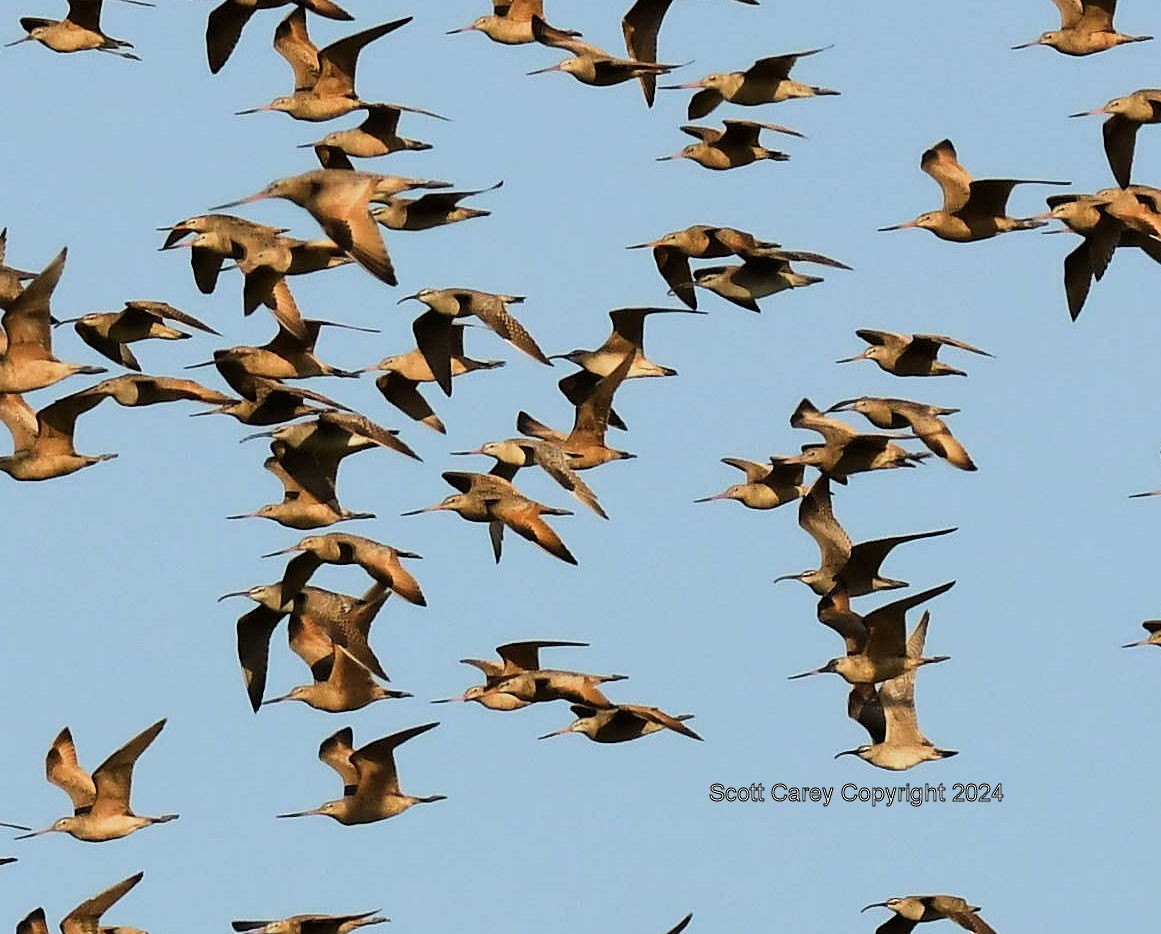 Bar-tailed Godwit - ML617810001