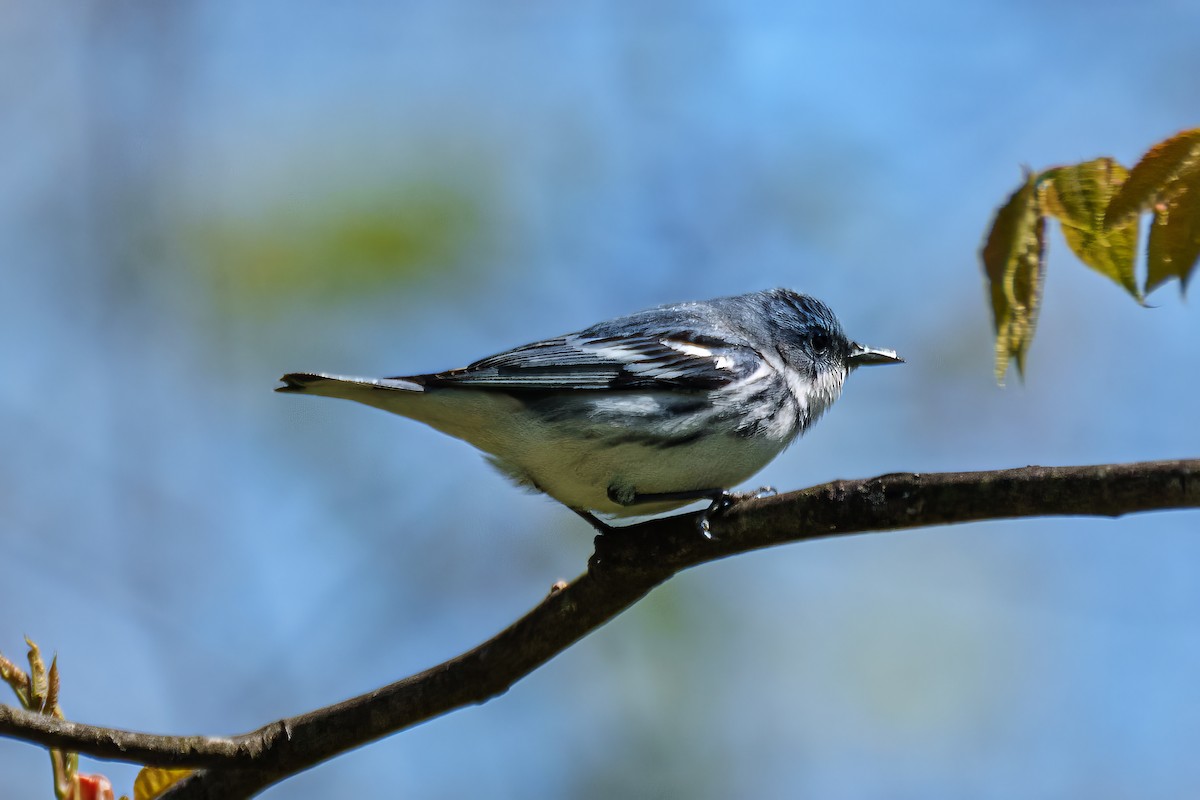 Cerulean Warbler - Suzanne Kavic