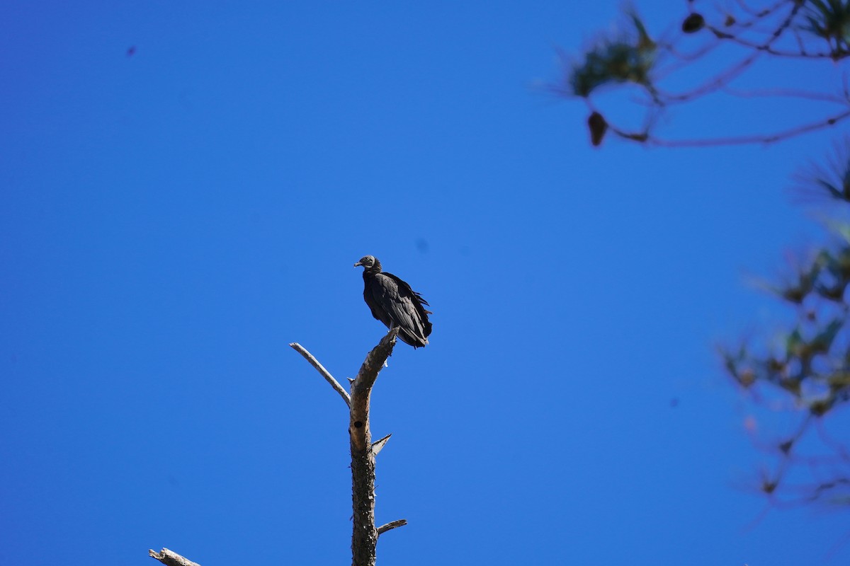 Black Vulture - Louis Dentiste