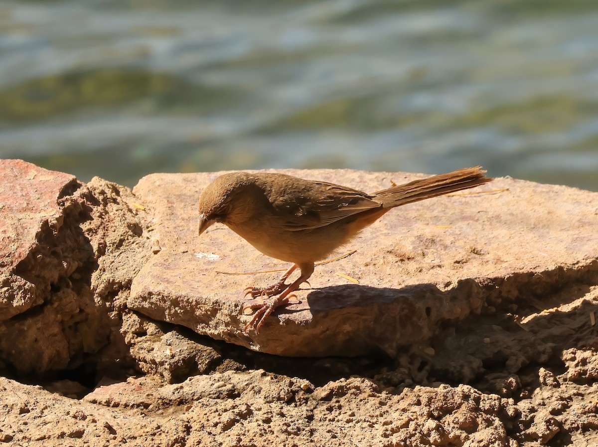 Abert's Towhee - ML617810045
