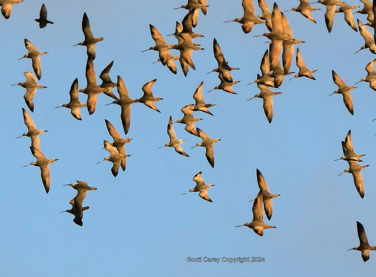 Bar-tailed Godwit - Scott Carey