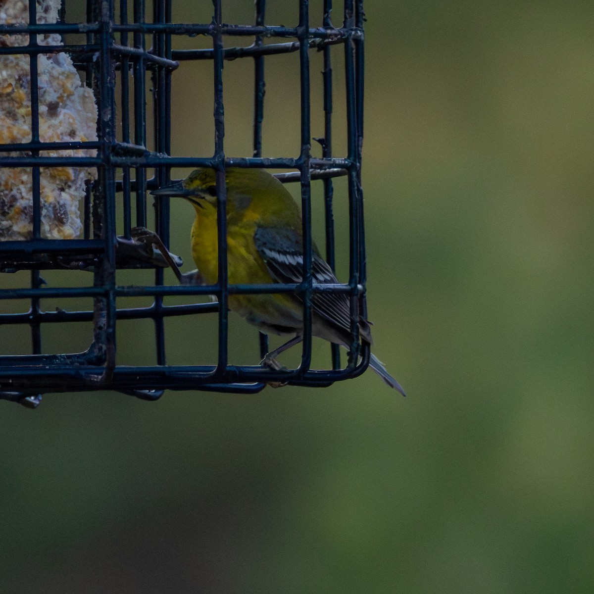 Pine Warbler - Eric Matlosz