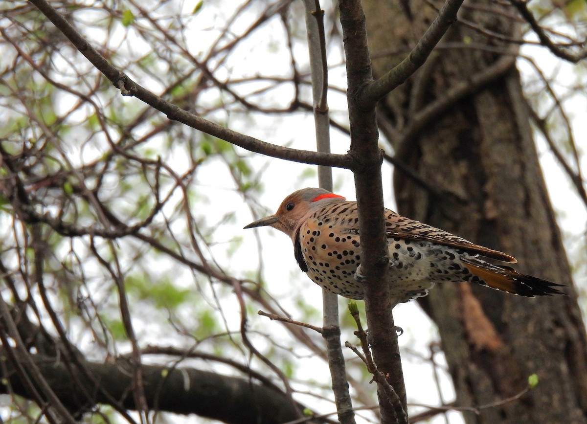 Northern Flicker (Yellow-shafted) - ML617810119