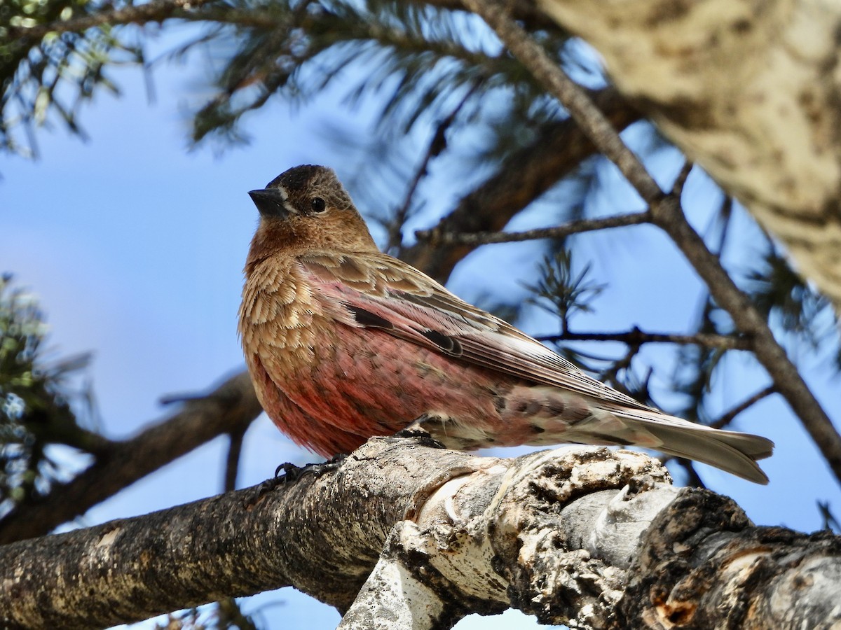 Brown-capped Rosy-Finch - ML617810156