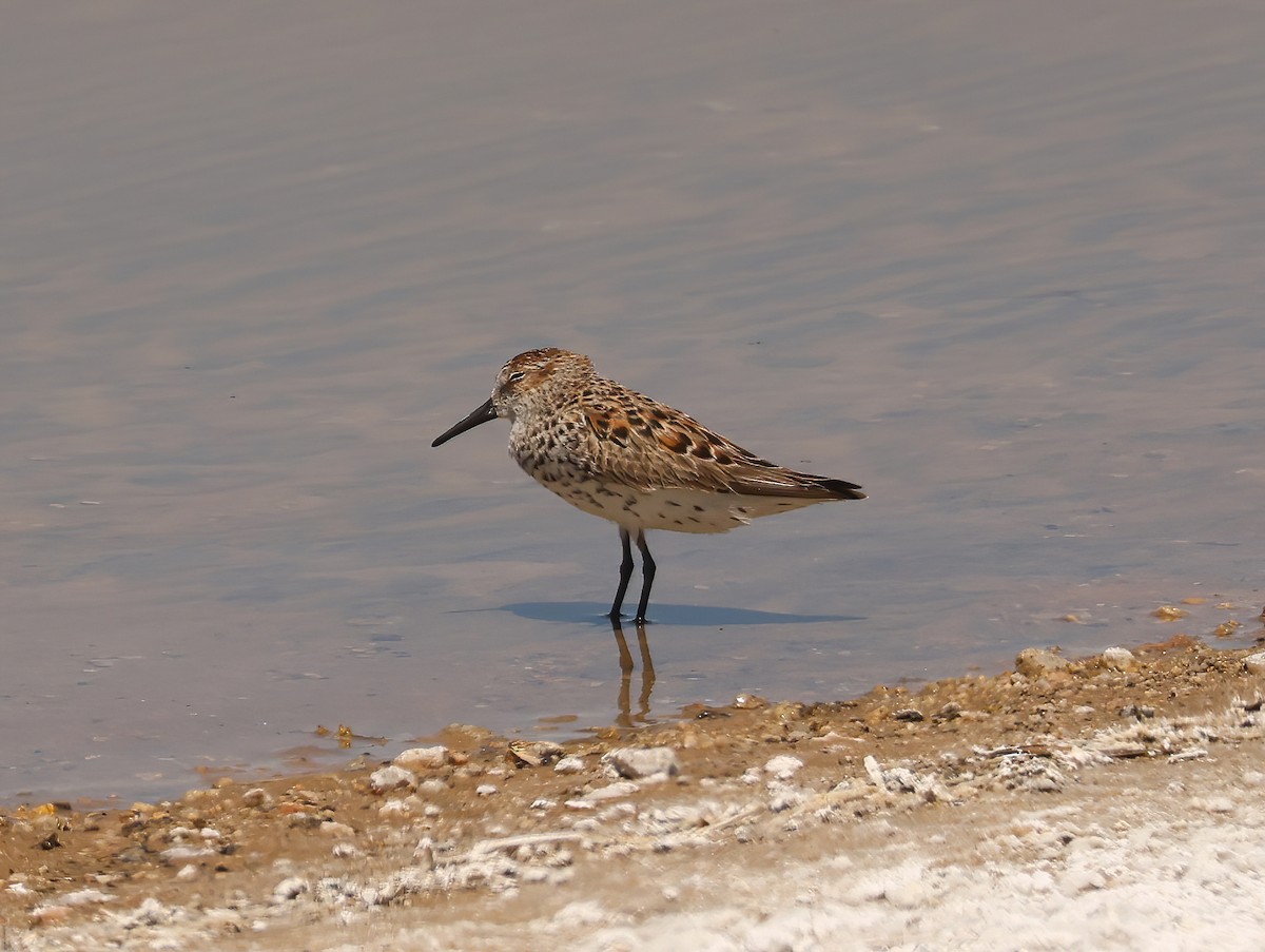 Bergstrandläufer - ML617810159