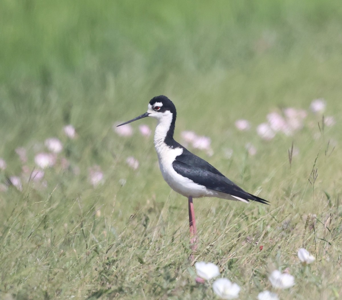 Black-necked Stilt - ML617810163