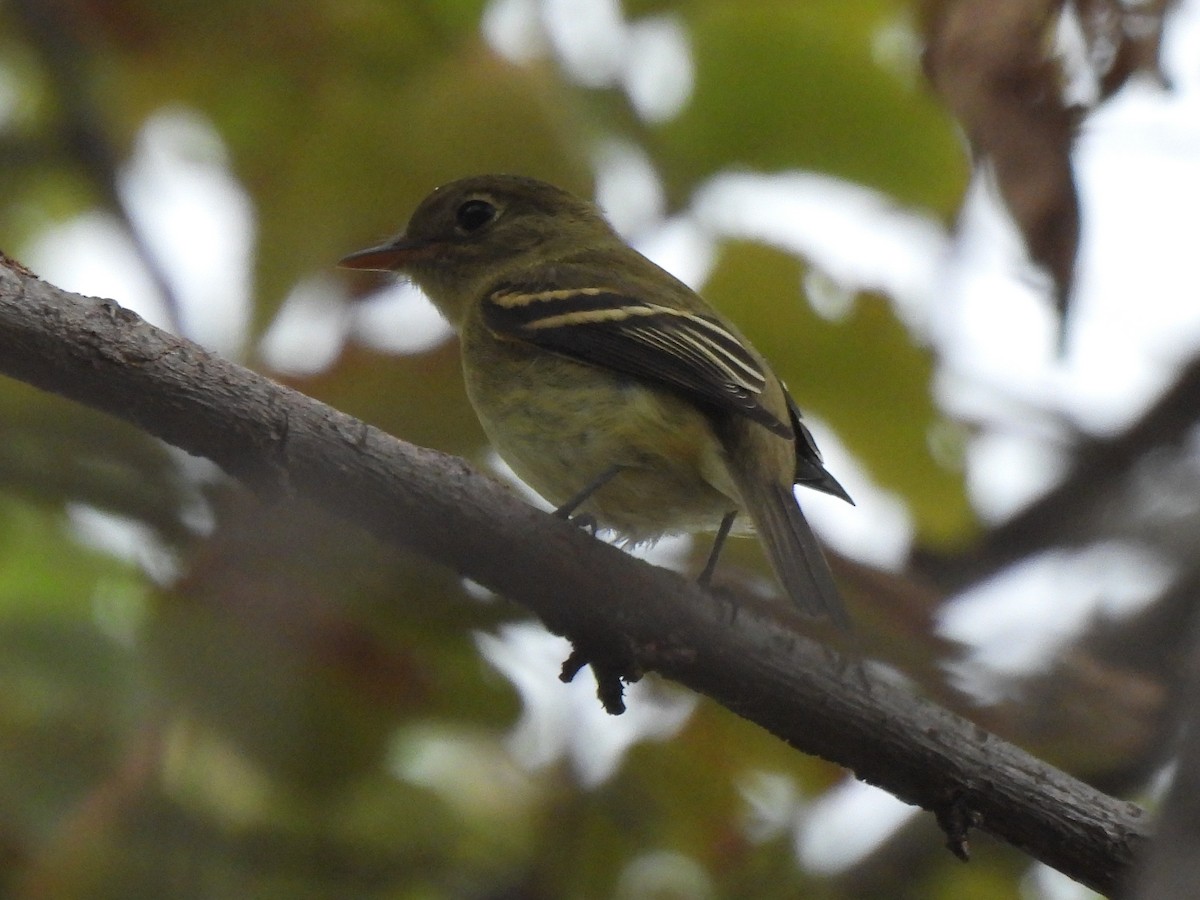 Yellow-bellied Flycatcher - ML617810175
