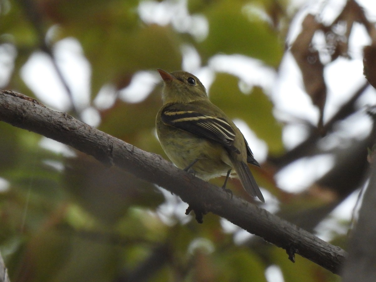 Yellow-bellied Flycatcher - ML617810177