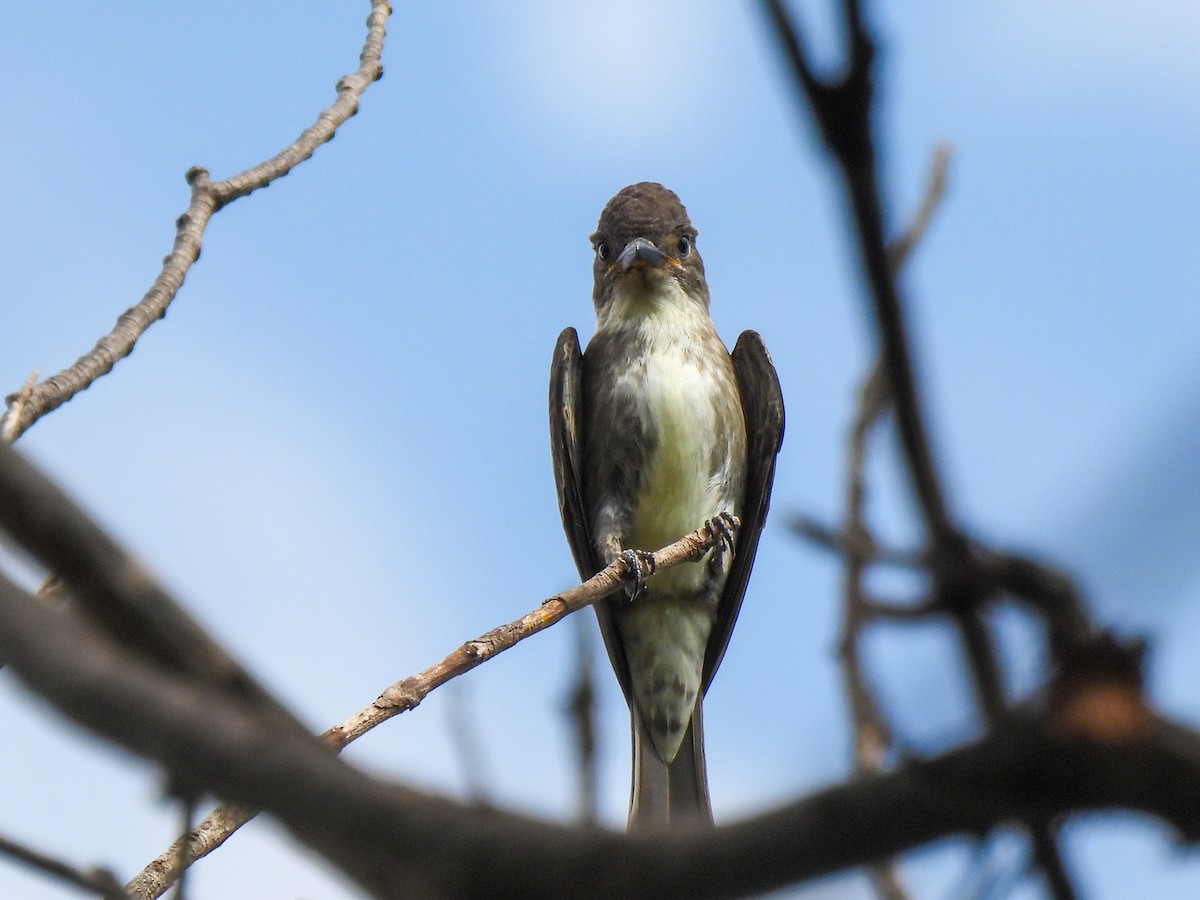 Olive-sided Flycatcher - ML617810178
