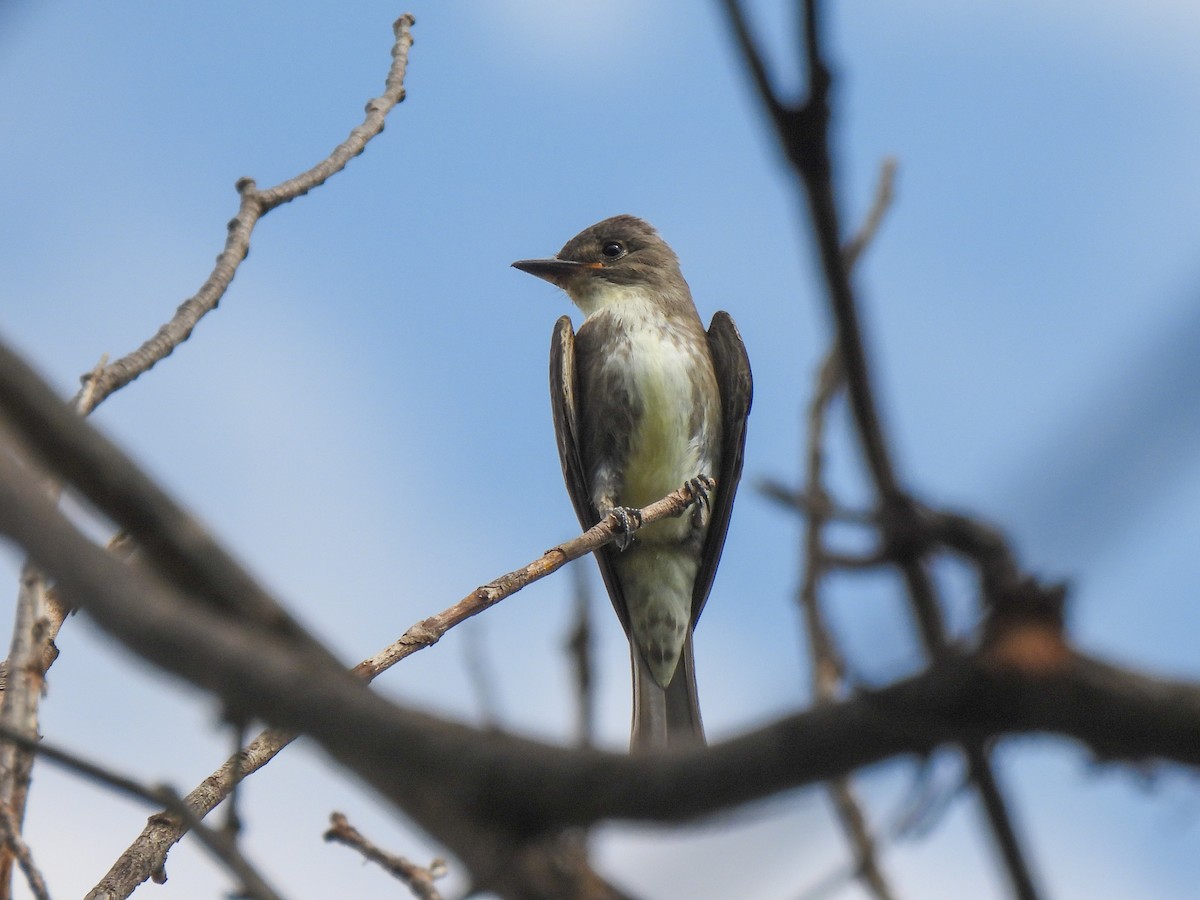 Olive-sided Flycatcher - ML617810179