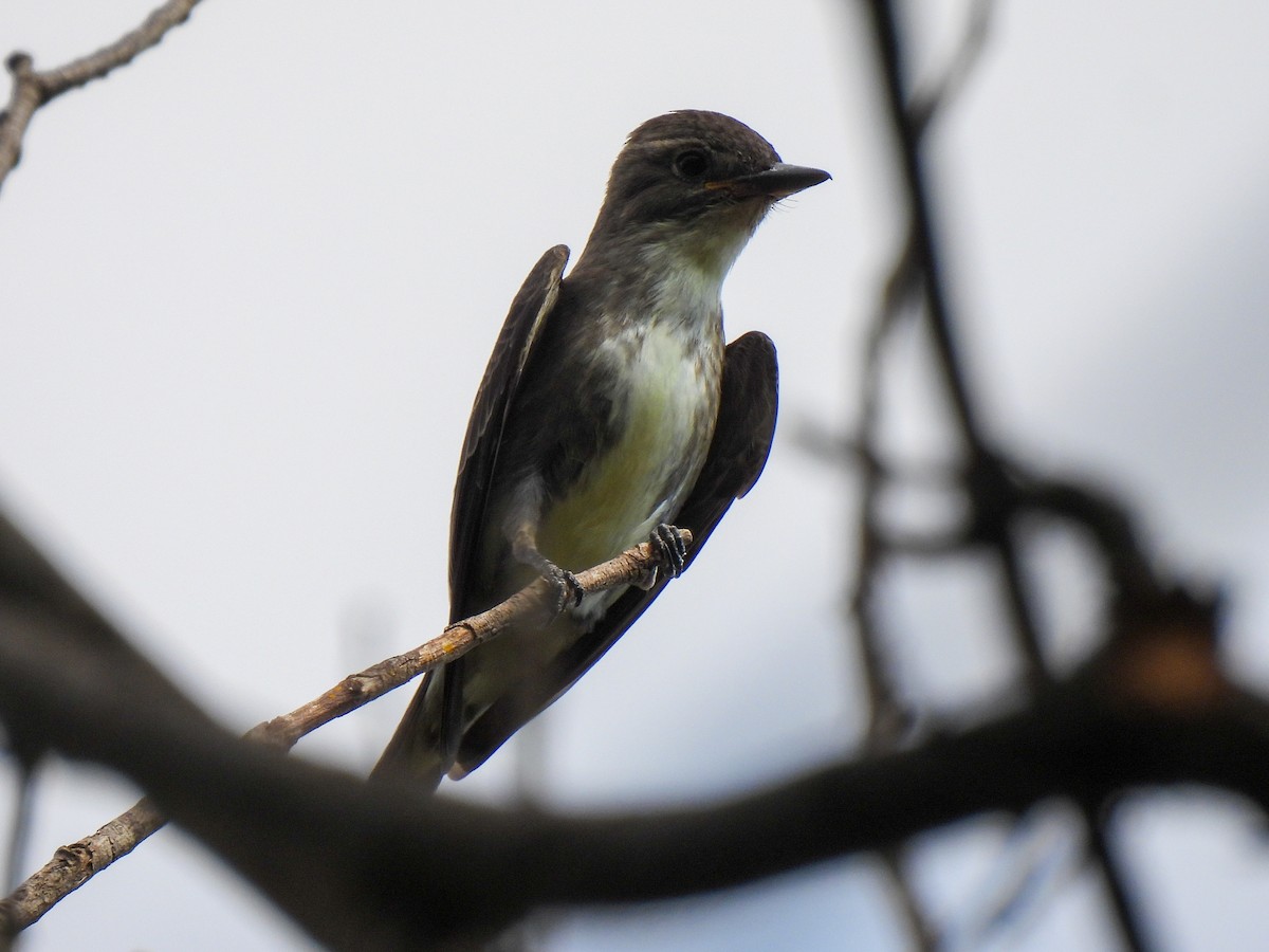 Olive-sided Flycatcher - ML617810180