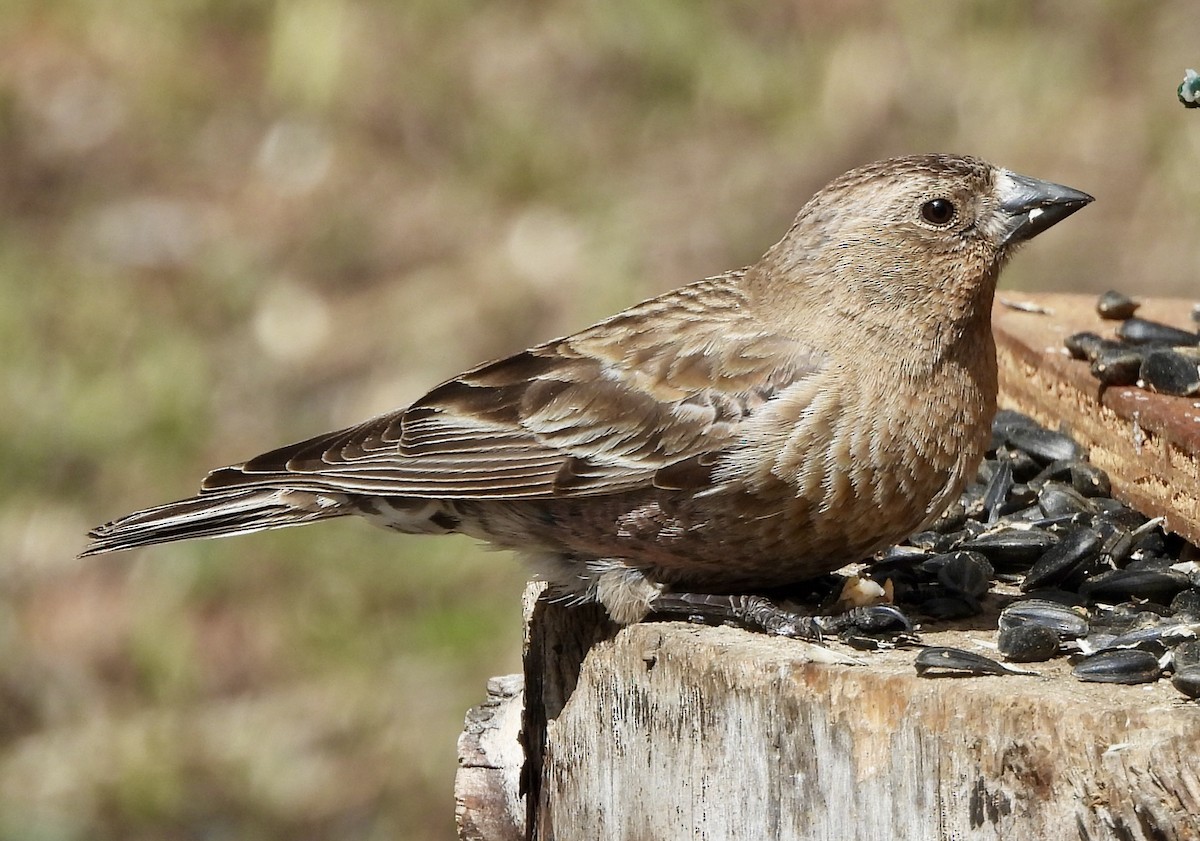Brown-capped Rosy-Finch - ML617810181