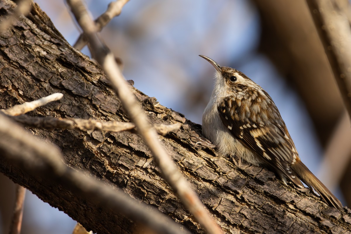 Brown Creeper - ML617810192