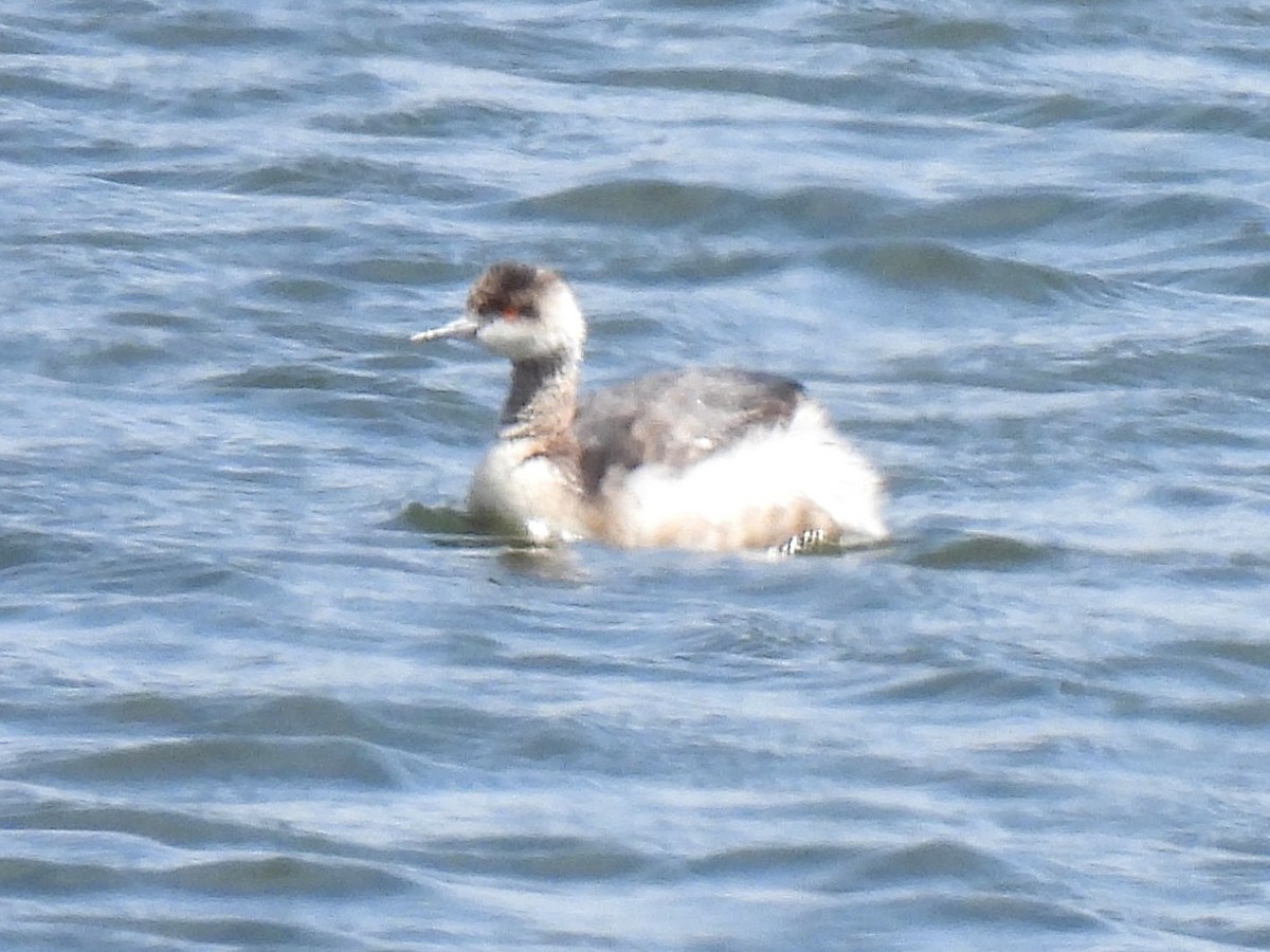 Eared Grebe - ML617810244