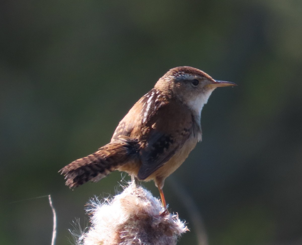 Marsh Wren - The Spotting Twohees