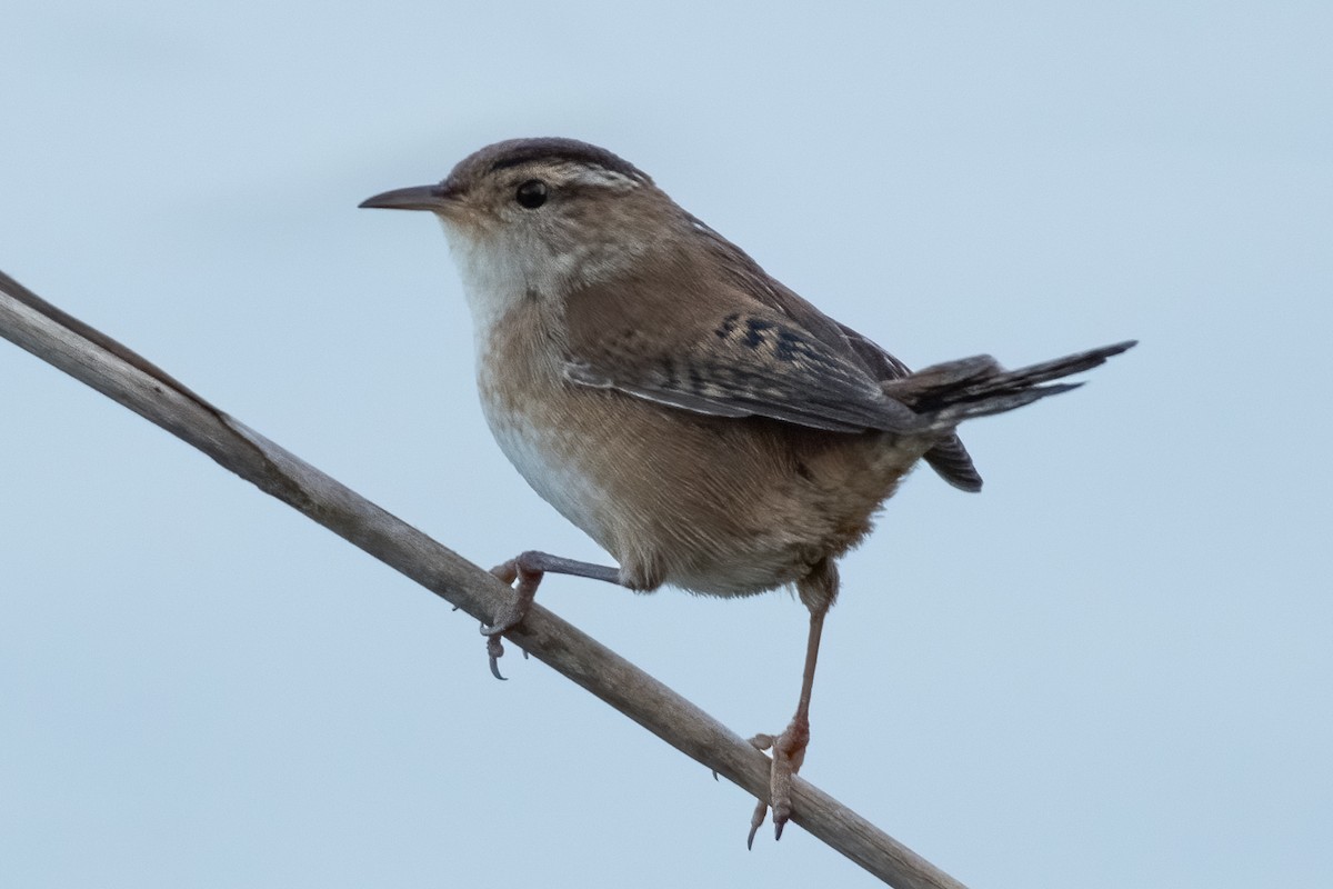 Marsh Wren - ML617810320